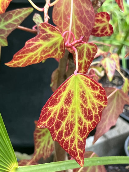 Hedera nepalensis - adult form