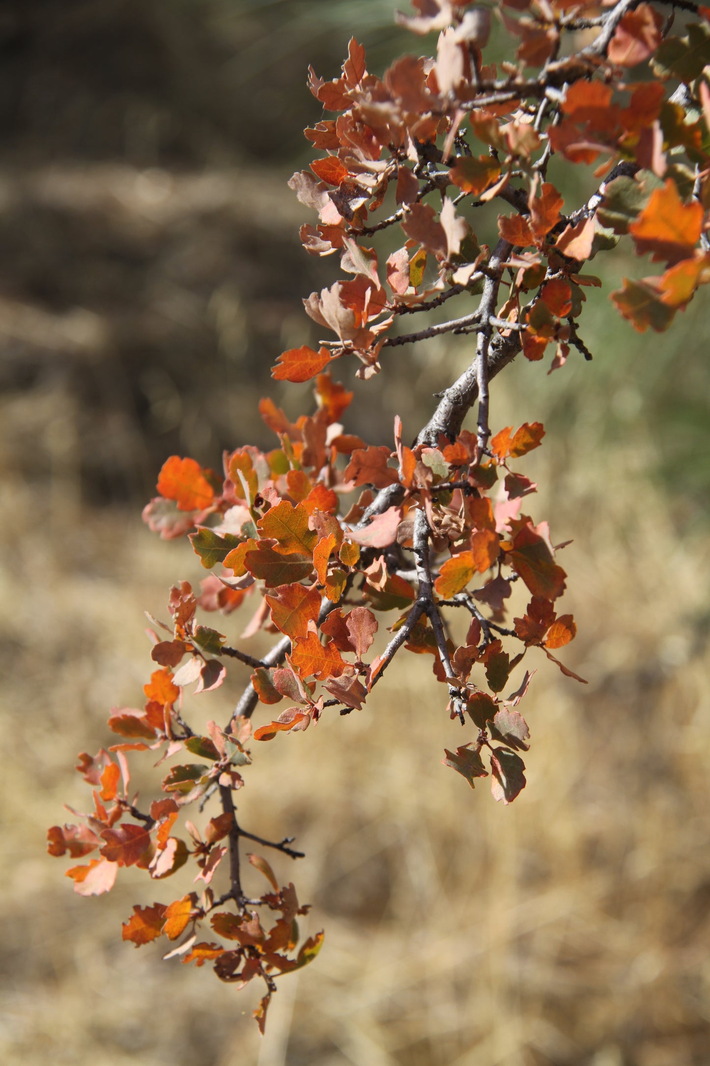 *RETAIL - Quercus douglasii