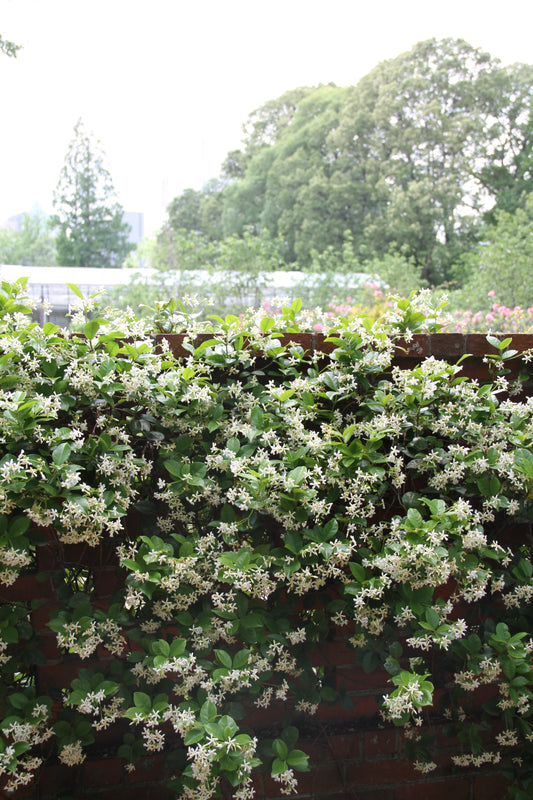 *RETAIL - Trachelospermum jasminoides