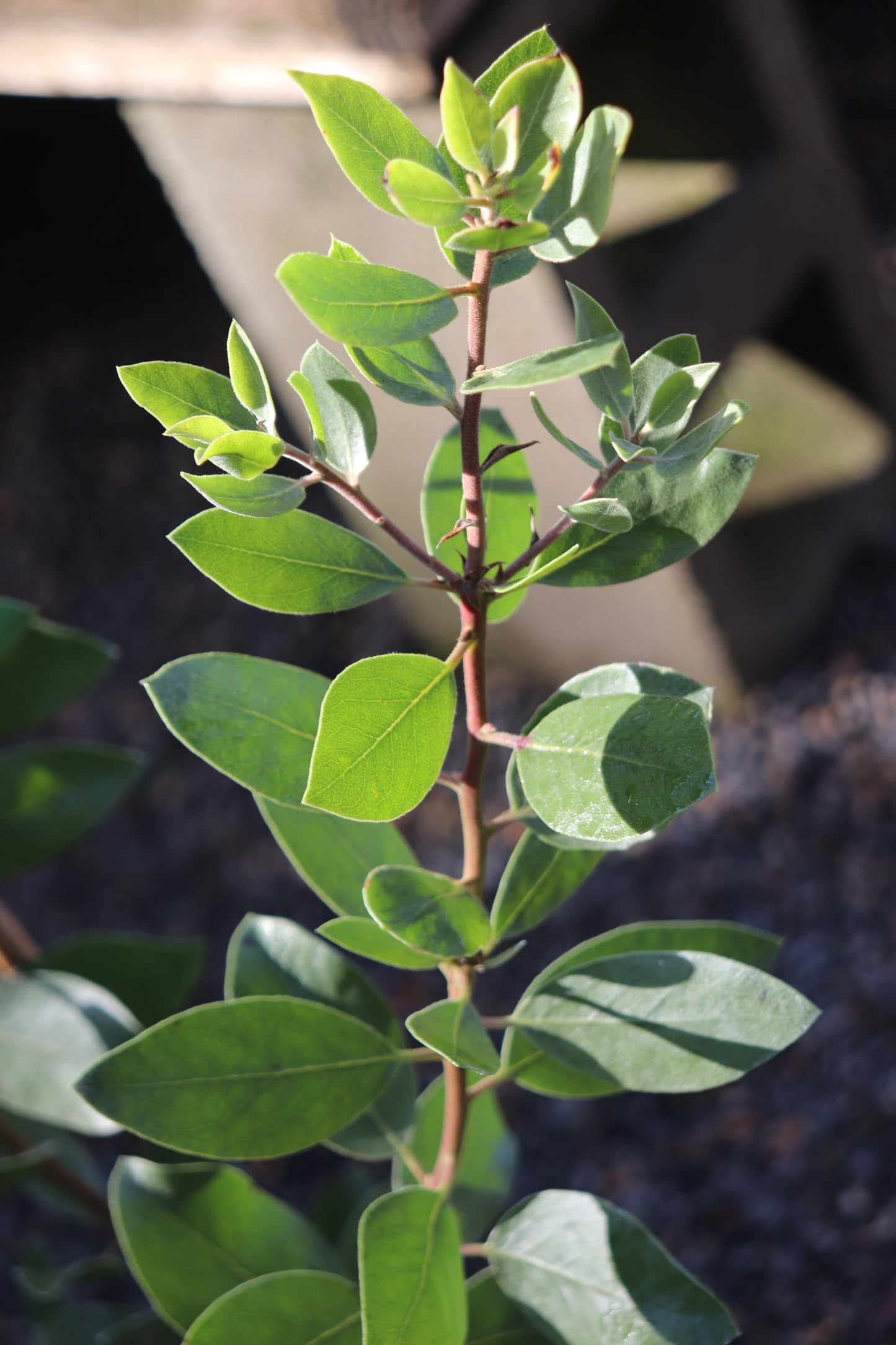 *RETAIL - Arctostaphylos manzanita var. roofii ‘Pearl Two'
