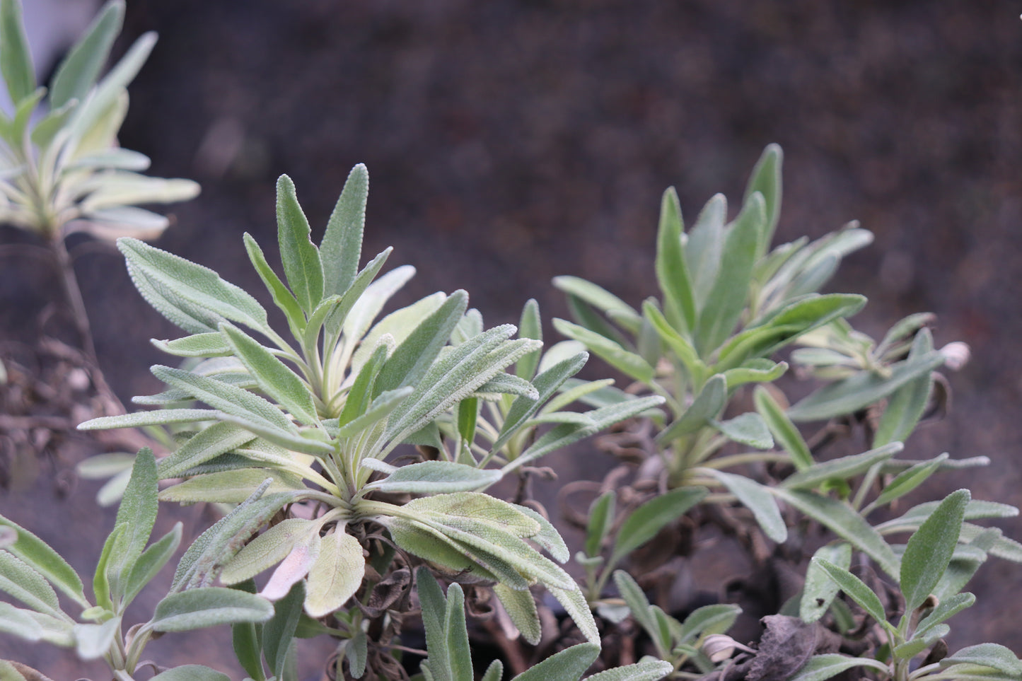 *RETAIL - Salvia clevelandii 'Alpine'