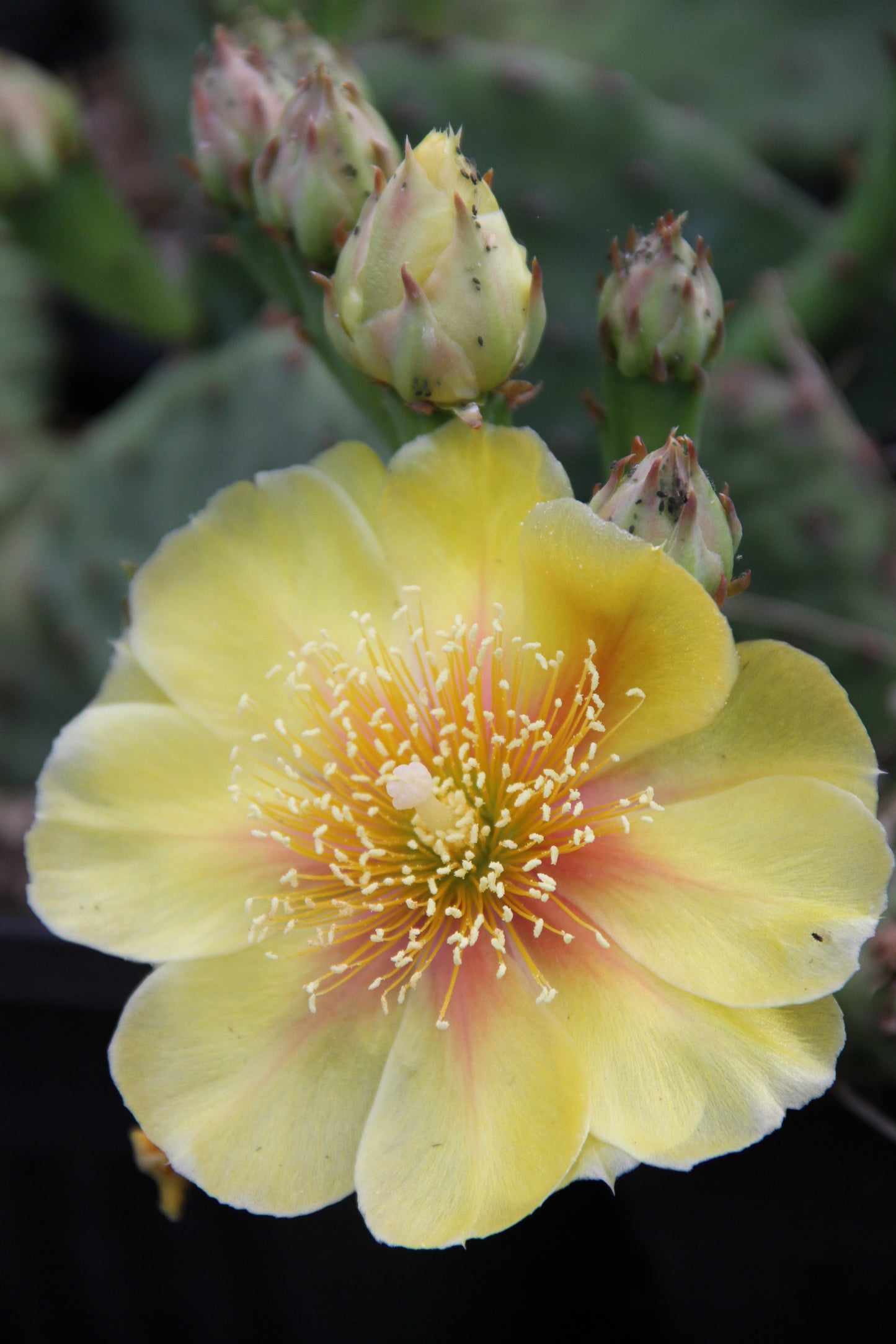 *RETAIL - Opuntia humifusa - dwarf from Claude Barr