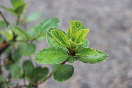 *RETAIL - Ceanothus 'Owlswood Blue'