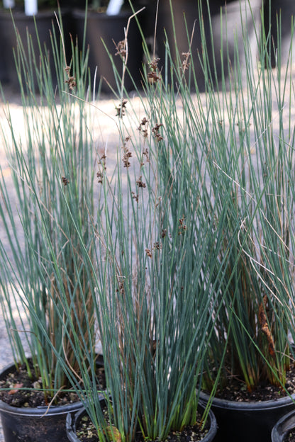 *RETAIL - Juncus patens