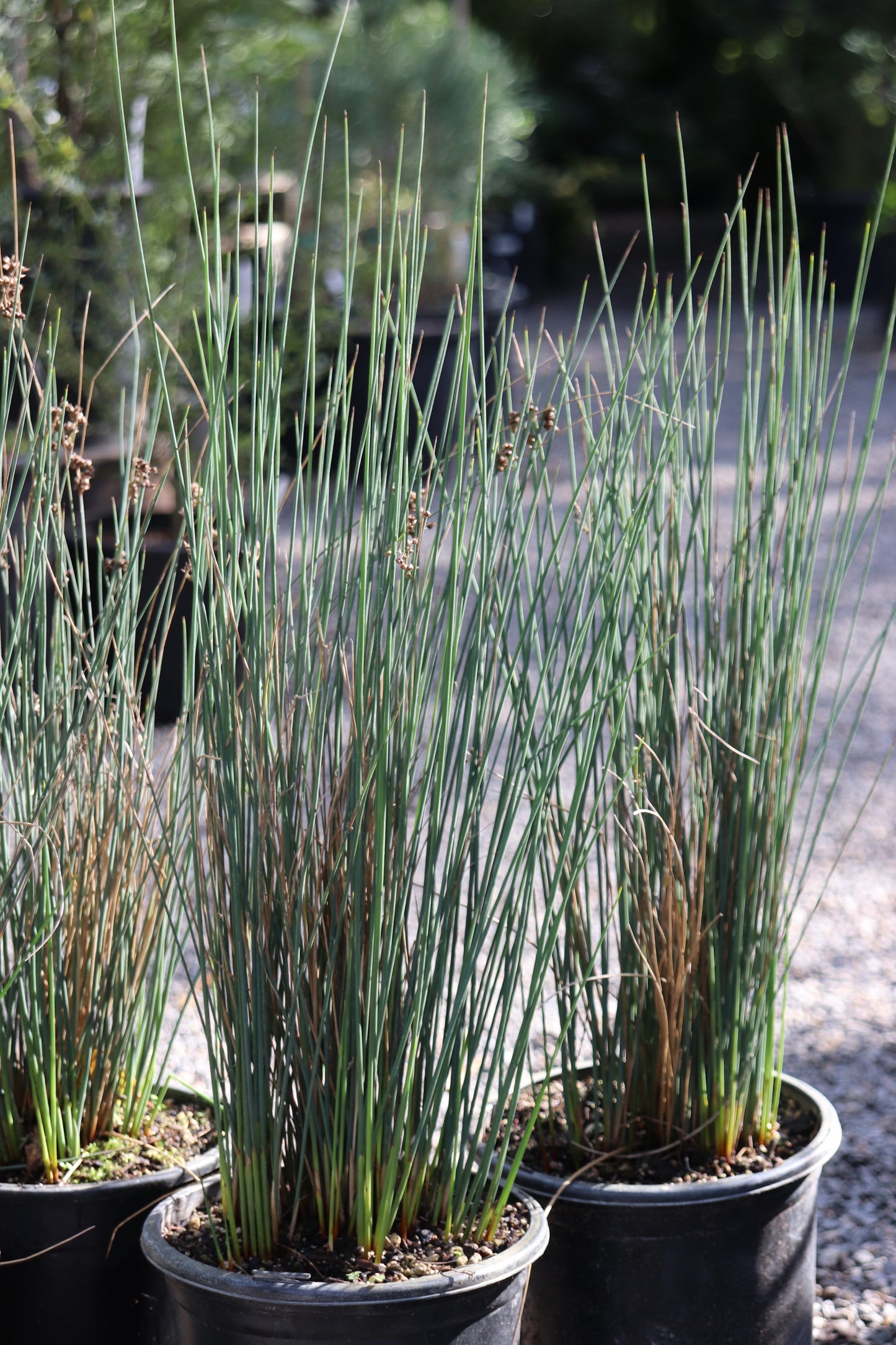 *RETAIL - Juncus patens