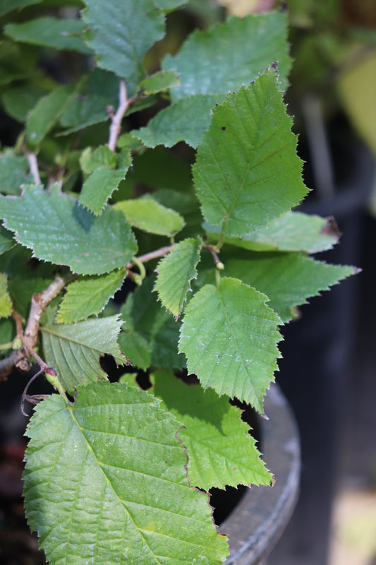 *RETAIL - Corylus fargesii