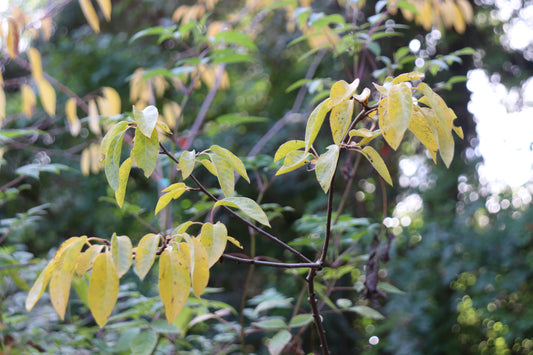 *RETAIL - Diospyros virginiana