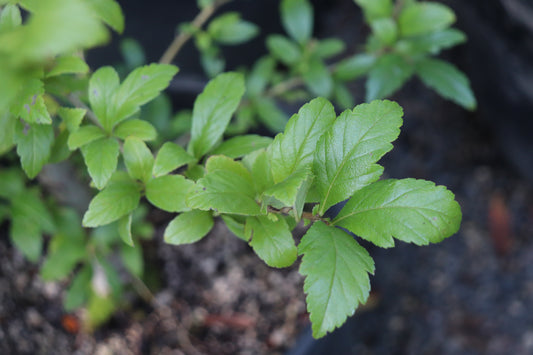 *RETAIL - Crataegus mexicana [Coral Fruited Selections]