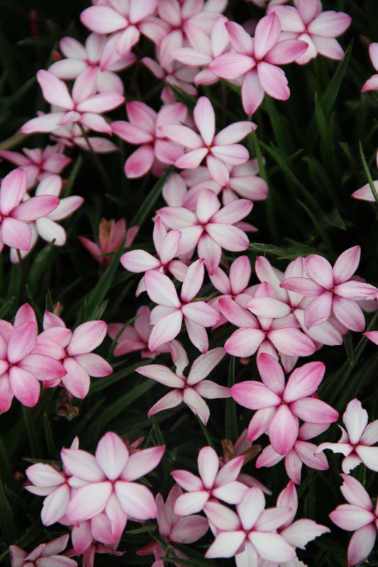 Rhodohypoxis baurii 'Pintado'
