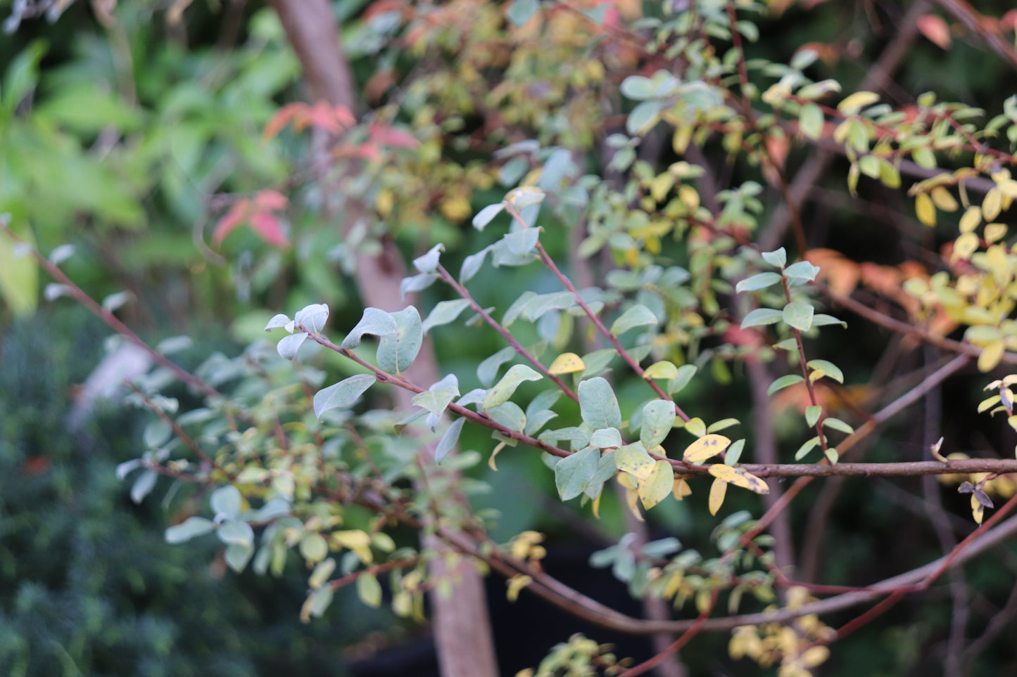 *RETAIL - Salix repens var. argentea