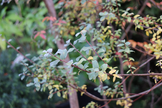 *RETAIL - Salix repens var. argentea