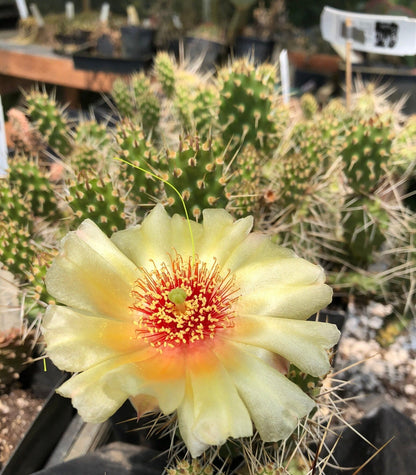 *RETAIL - Opuntia fragilis 'Neon Gold'