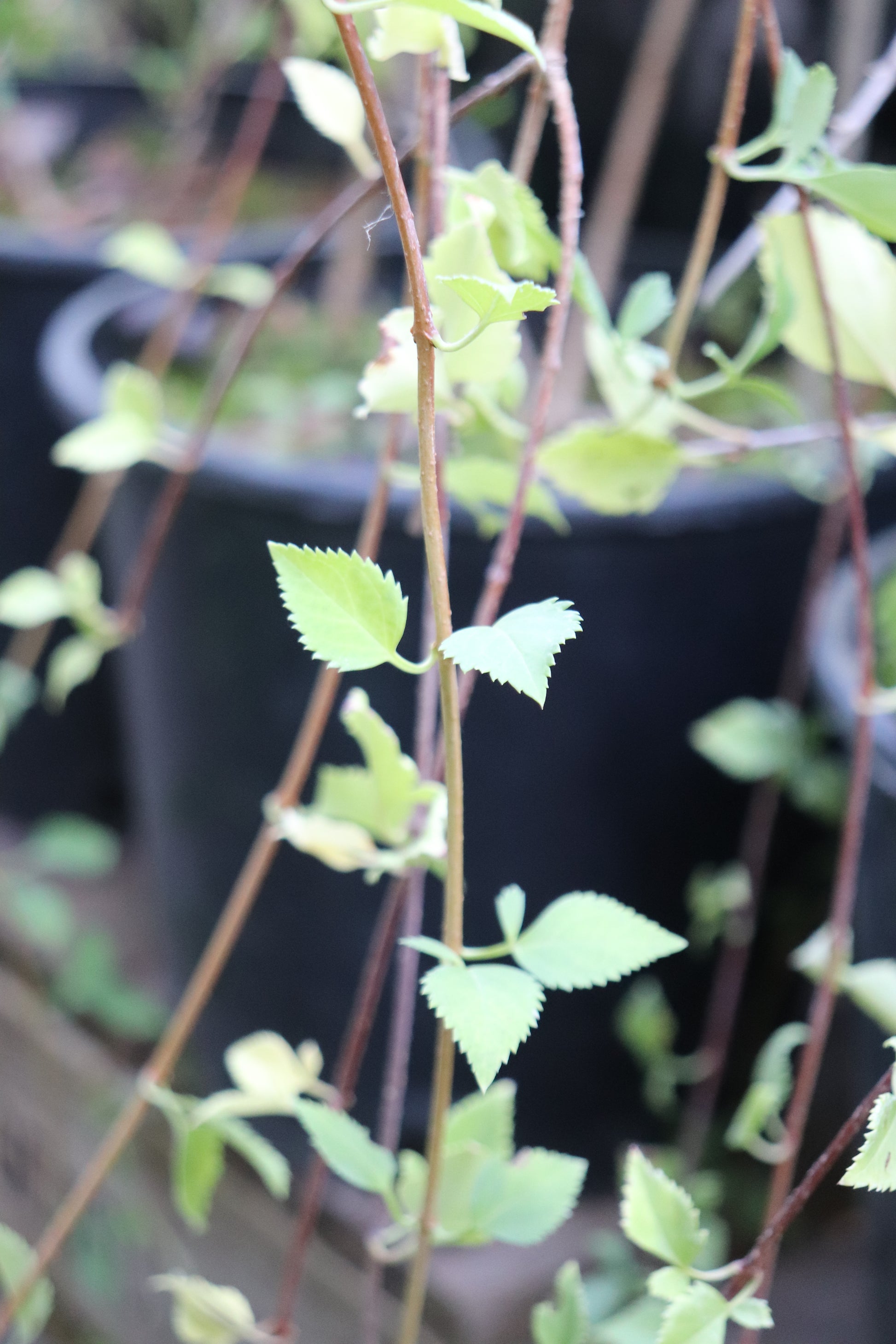 forsythia plant in pot RETAIL