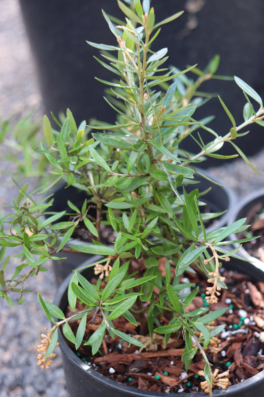 *RETAIL - Grevillea 'Poorinda Constance'