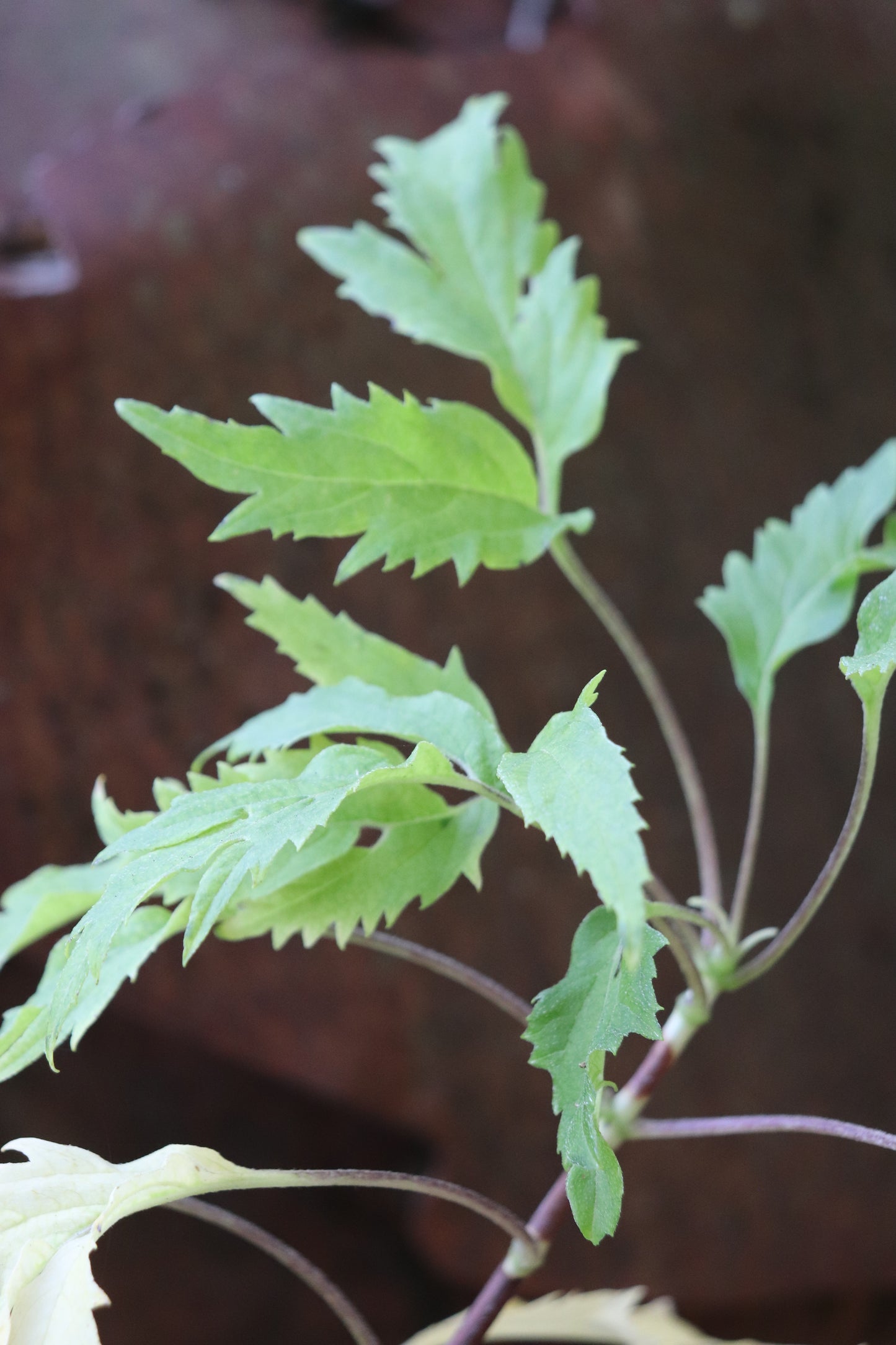 *RETAIL - Hydrangea arborescens 'Emerald Lace'