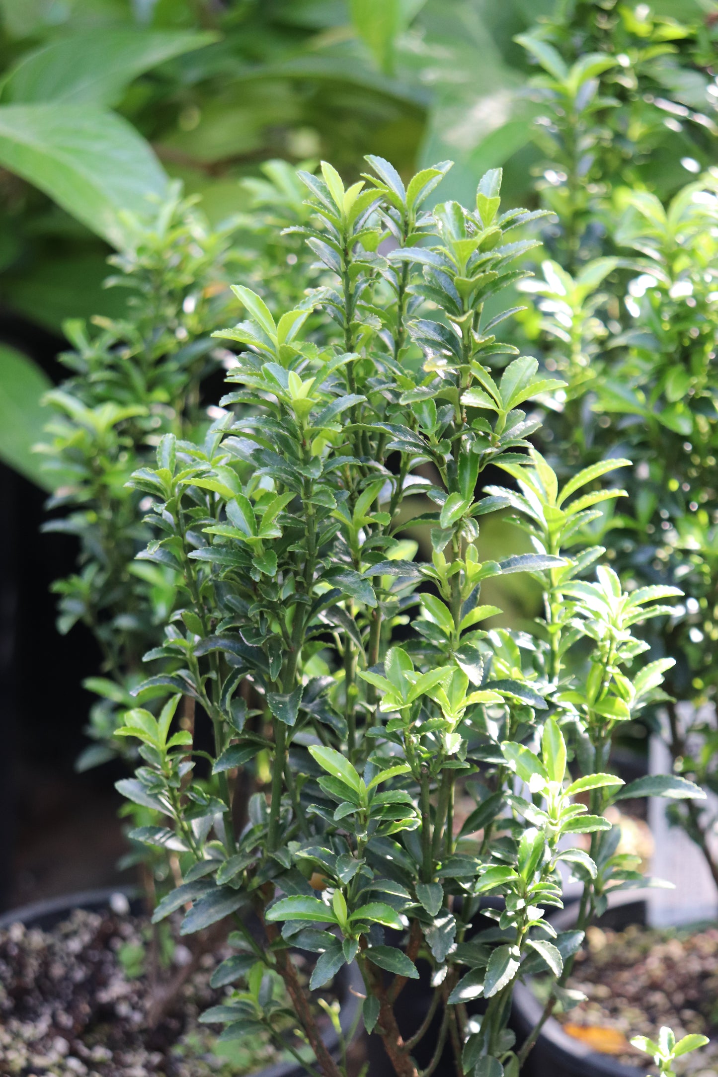 *RETAIL - Euonymus japonicus microphylla 'Butterscotch'