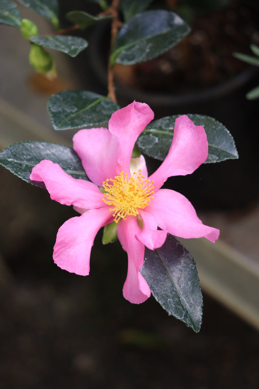 *RETAIL - Camellia sasanqua 'Hugh Evans'