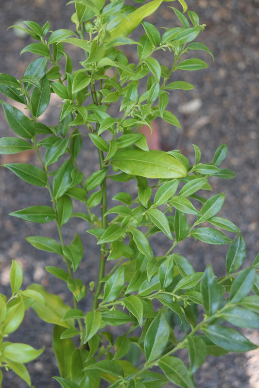 *RETAIL - Sarcococca 'Gracey Grace'