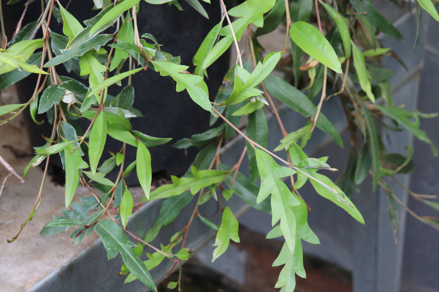 *RETAIL - Grevillea 'Poorinda Royal Mantle'