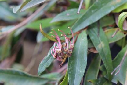 *RETAIL - Grevillea 'Poorinda Royal Mantle'