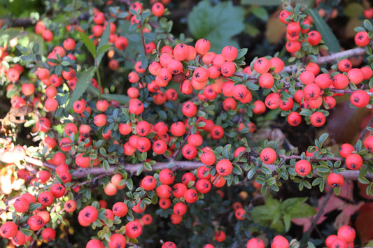 *RETAIL - Cotoneaster conspicuus