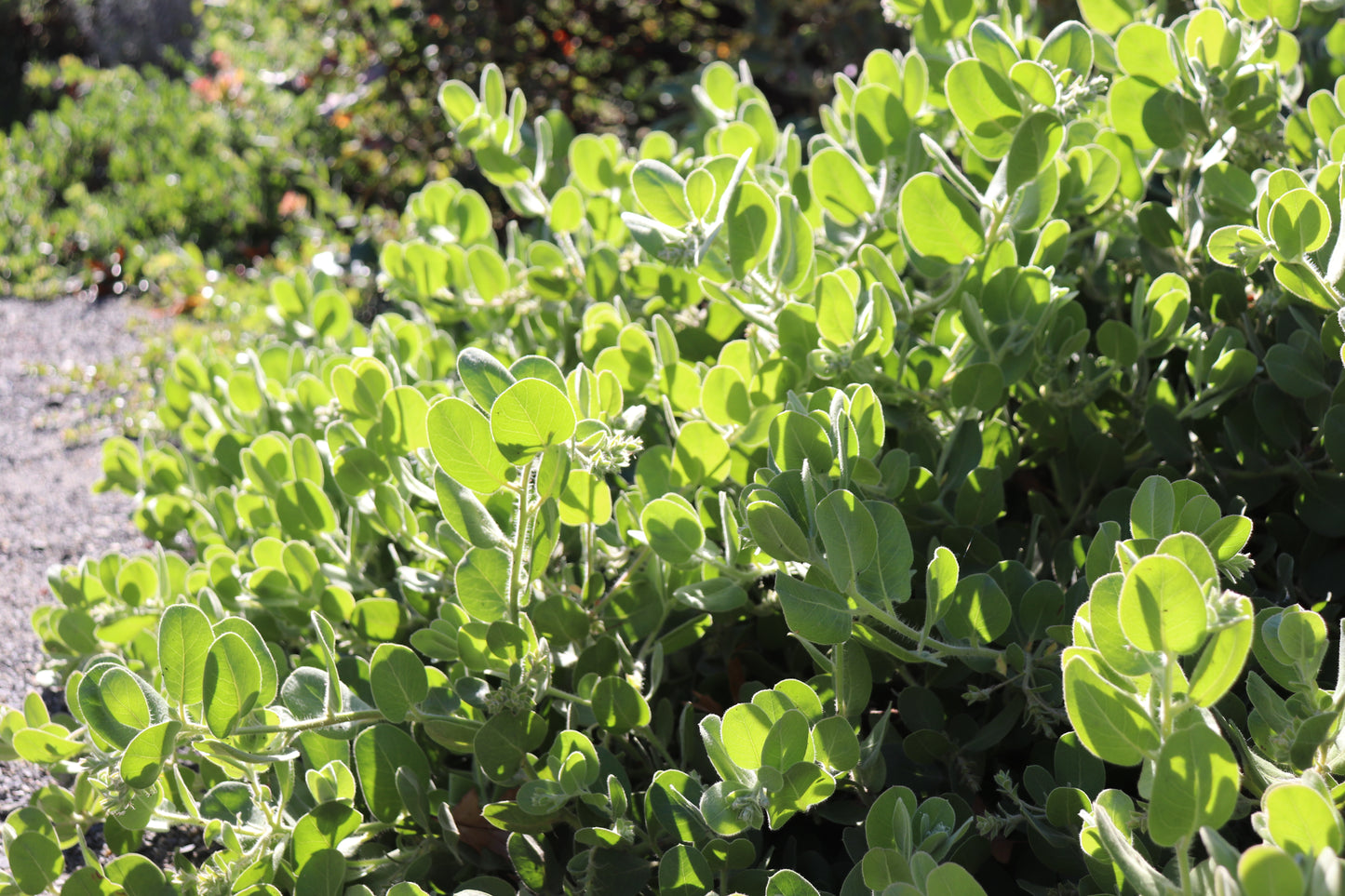 Arctostaphylos x media 'Point Arena'