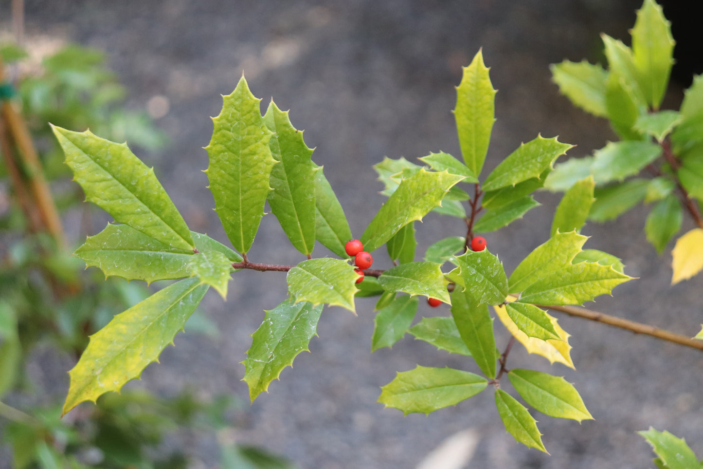 *RETAIL - Ilex x attenuata 'Sunny Foster'