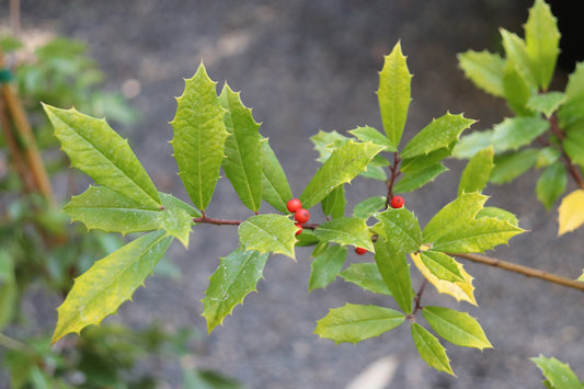 *RETAIL - Ilex x attenuata 'Sunny Foster'