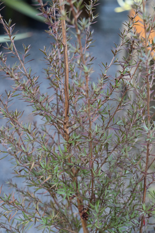 *RETAIL - Leptospermum scoparium 'Ruby Glow'