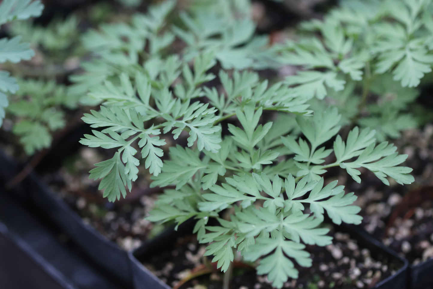 *RETAIL - Dicentra oreganum