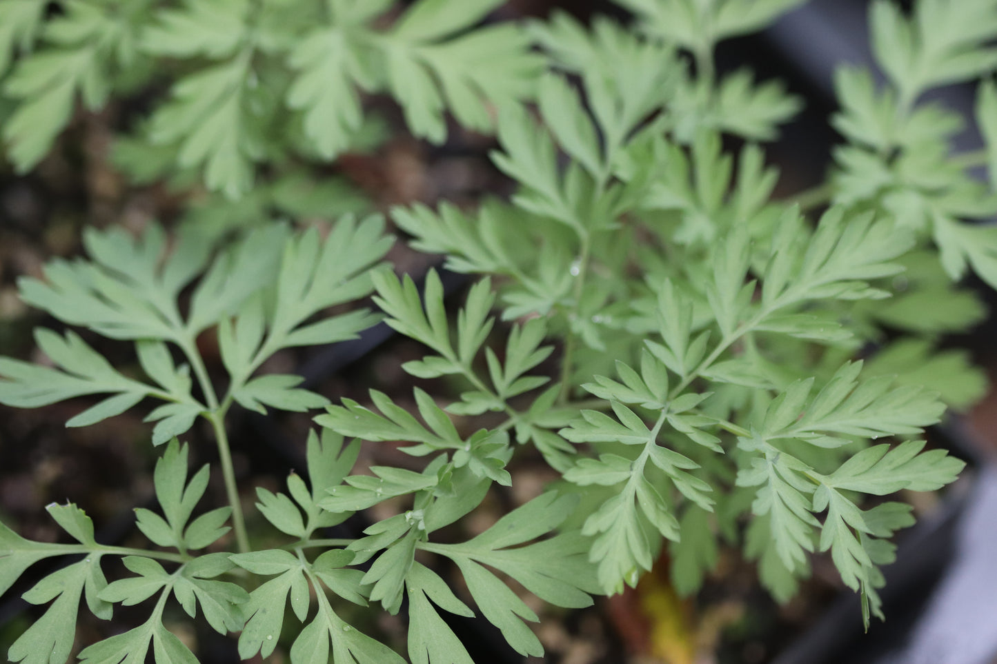 *RETAIL - Dicentra oreganum