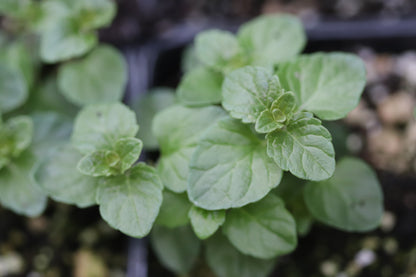 *RETAIL - Clinopodium douglasii