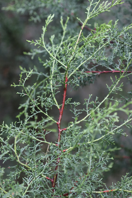 *RETAIL - Cupressus sargentii x macnabiana SBH 9816