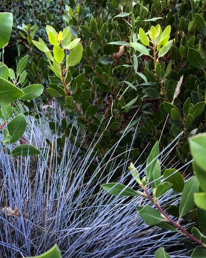 *RETAIL - Festuca glauca 'Beyond Blue'