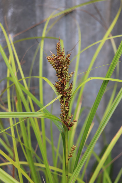 Carex baccans