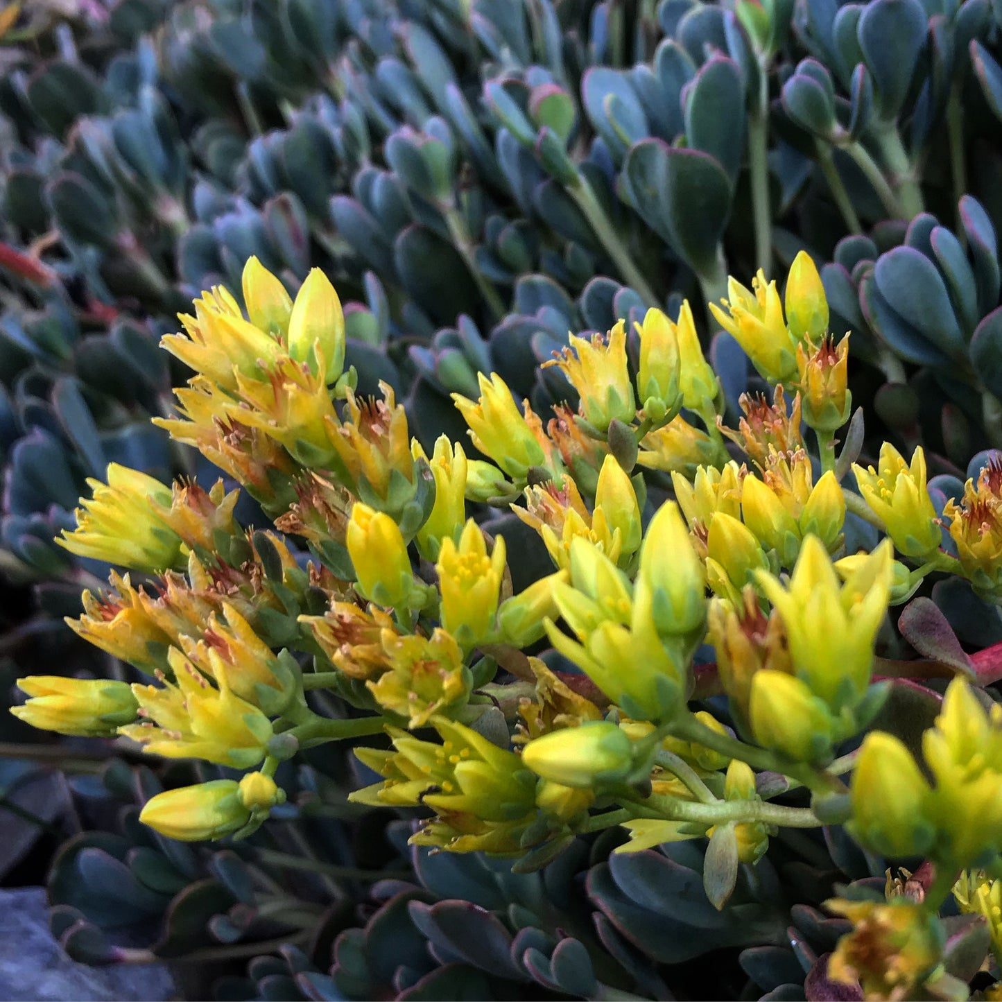 *RETAIL - Sedum oregonense 'Bear Camp'