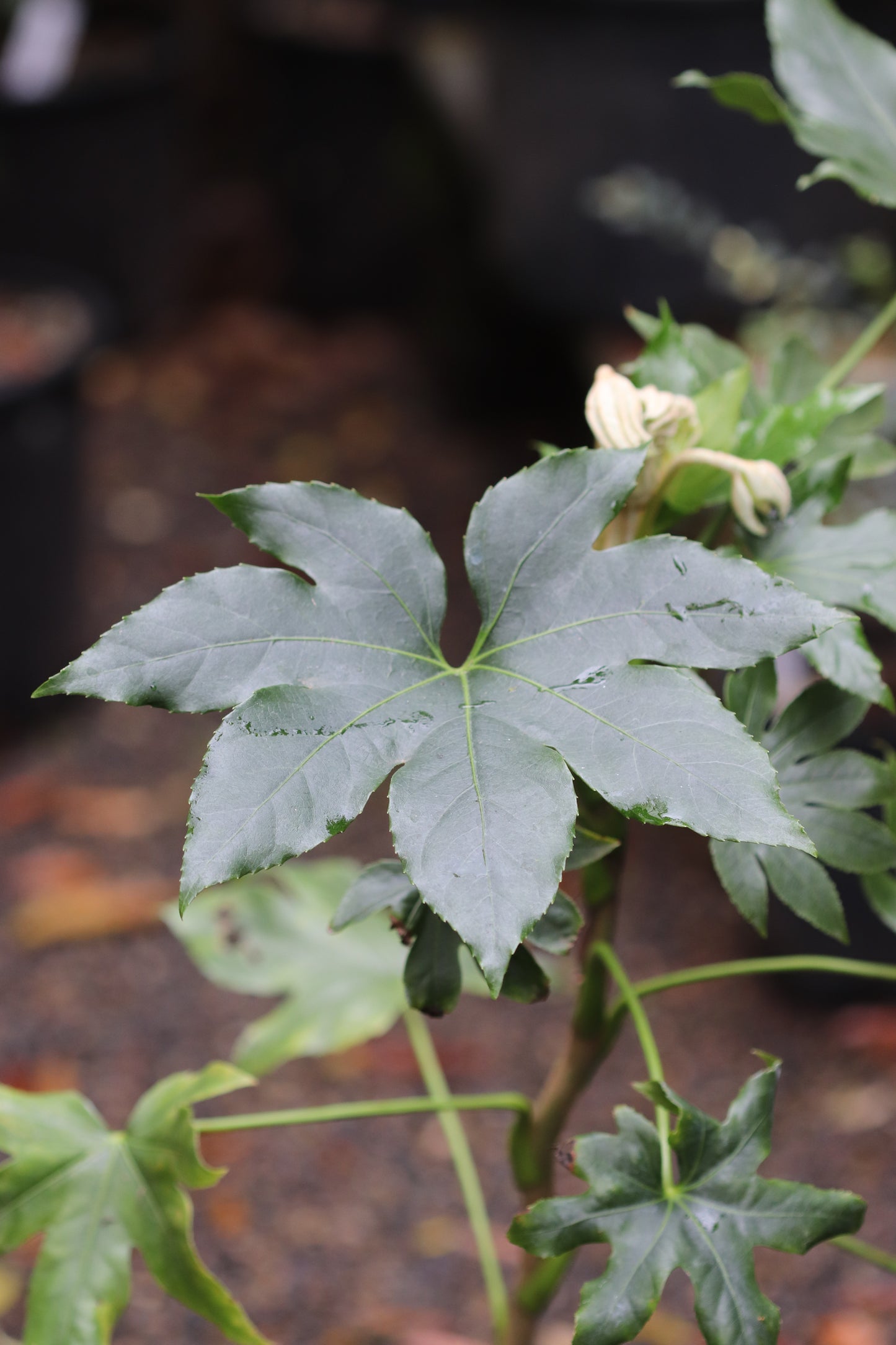 *RETAIL - Fatsia japonica 'Shiny Happy'