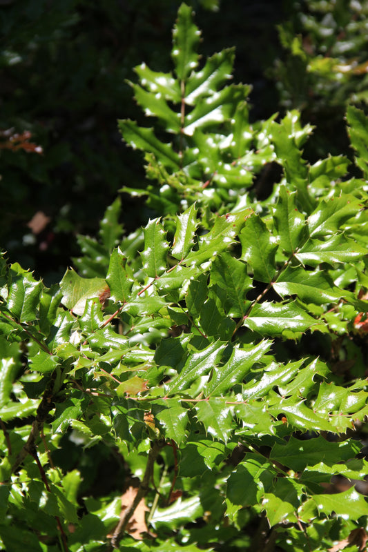 *RETAIL - Mahonia aquifolium