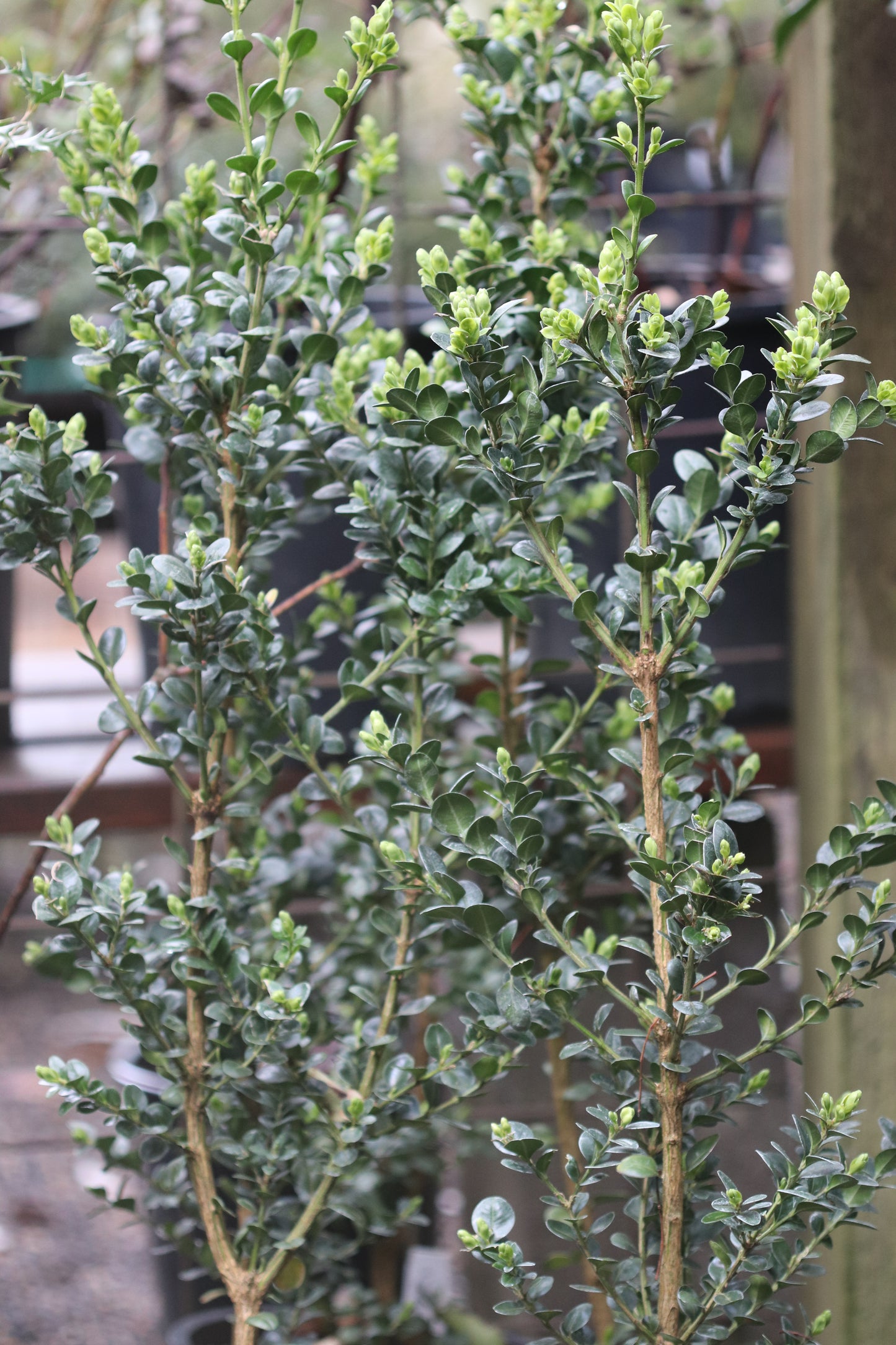 *RETAIL - Buxus sempervirens 'Rotundifolia'