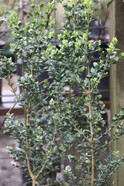 *RETAIL - Buxus sempervirens 'Rotundifolia'