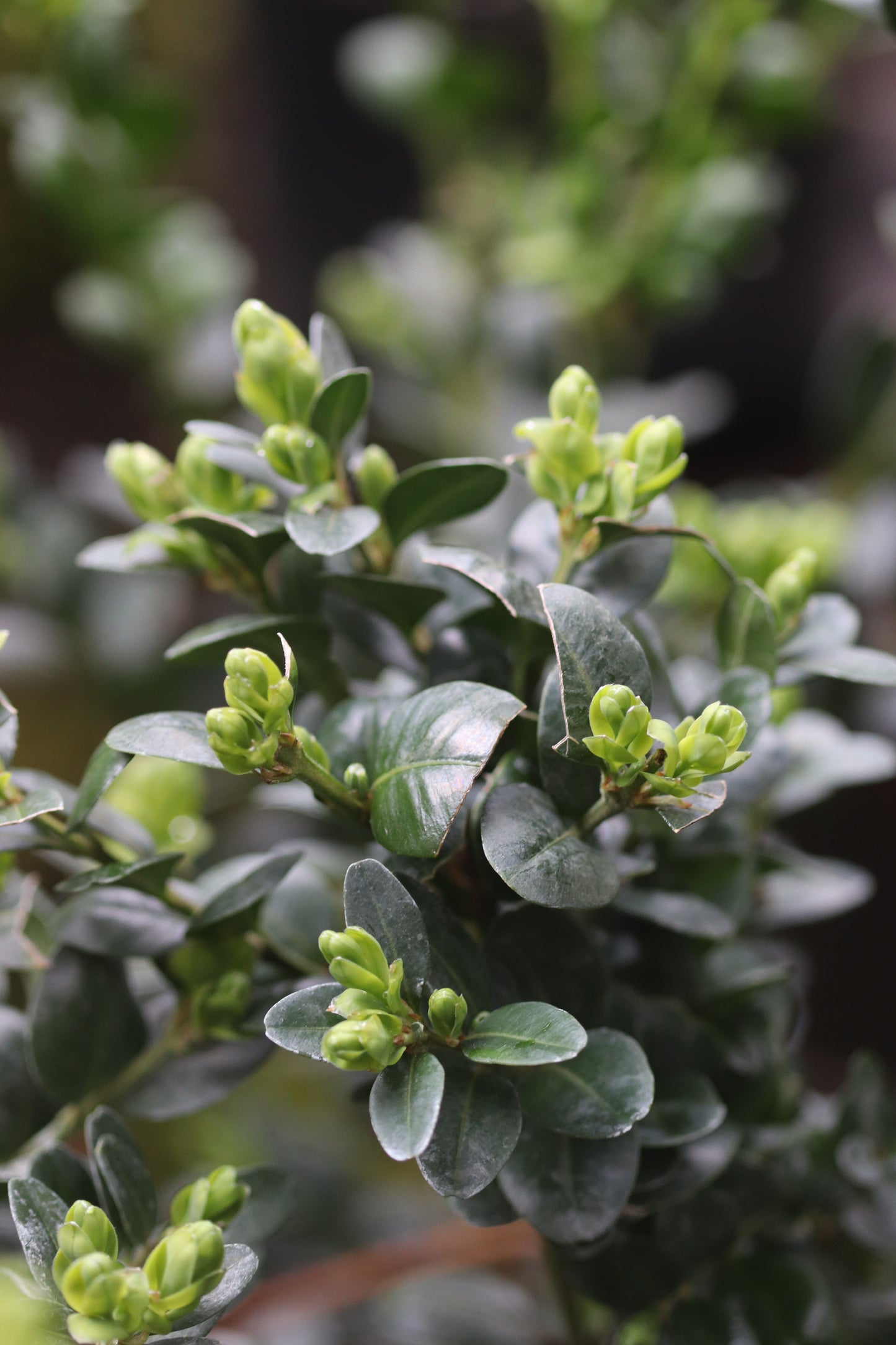 *RETAIL - Buxus sempervirens 'Rotundifolia'