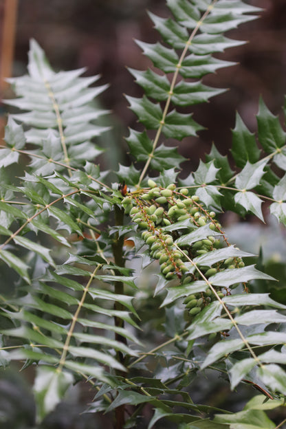 *RETAIL - Mahonia x media 'Arthur Menzies'