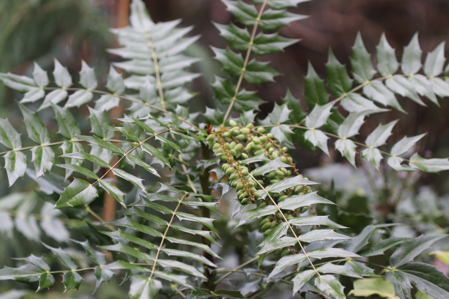 *RETAIL - Mahonia x media 'Arthur Menzies'