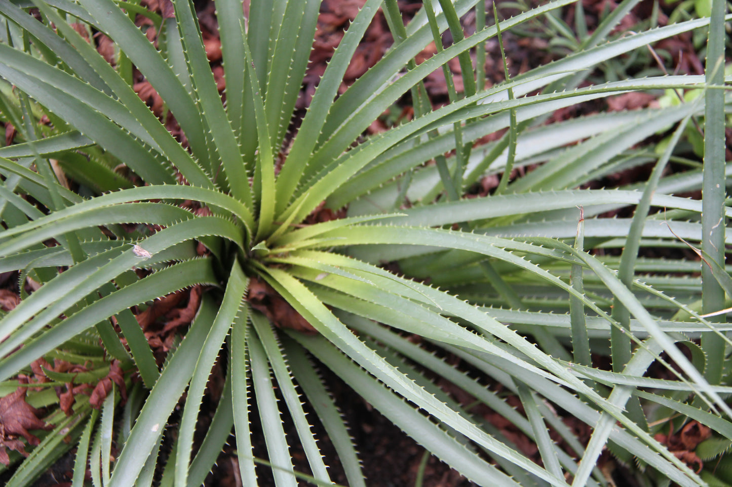 *RETAIL - Ochagavia carnea