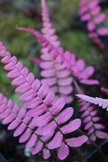*RETAIL - Blechnum occidentale