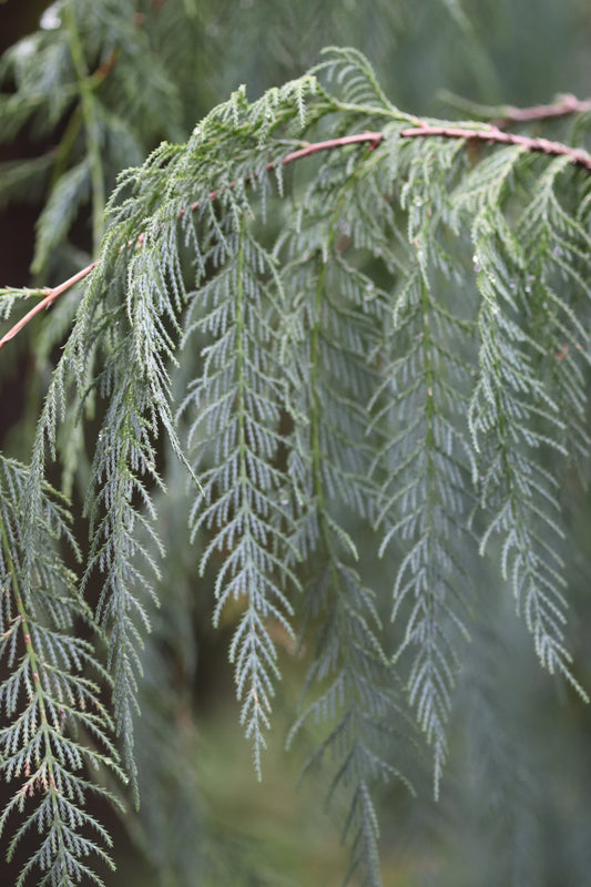 *RETAIL - Cupressus cashmeriana