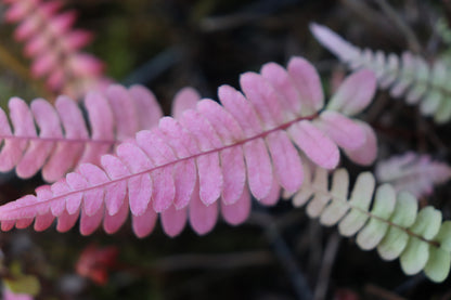 *RETAIL - Blechnum occidentale