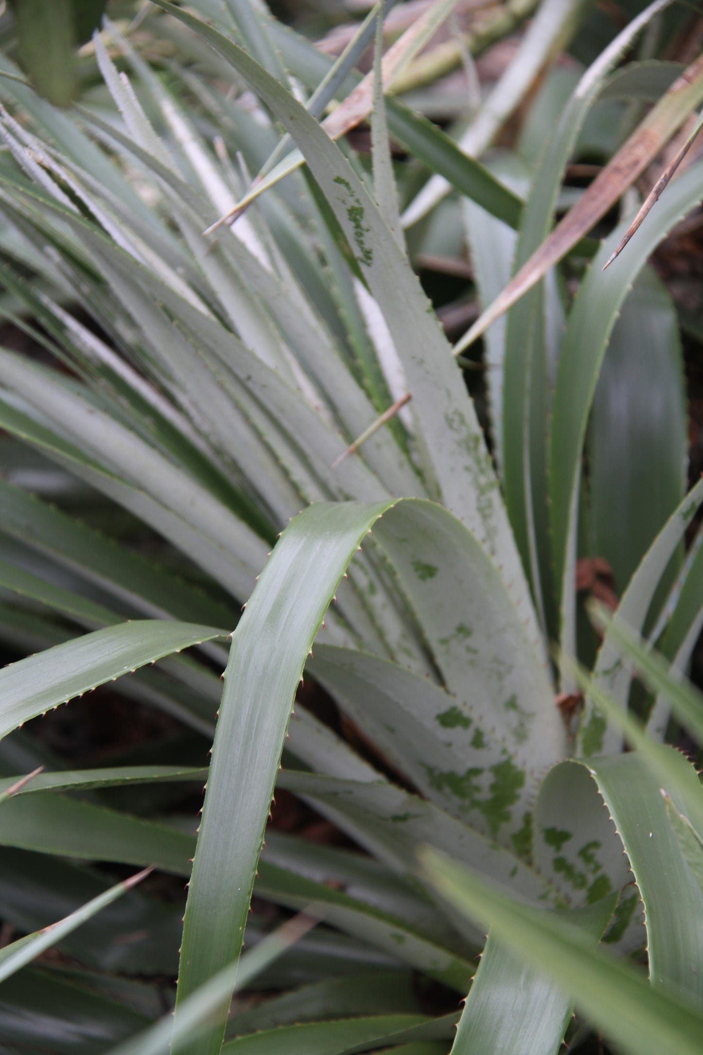 Puya dyckioides