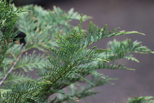 *RETAIL - Chamaecyparis lawsoniana