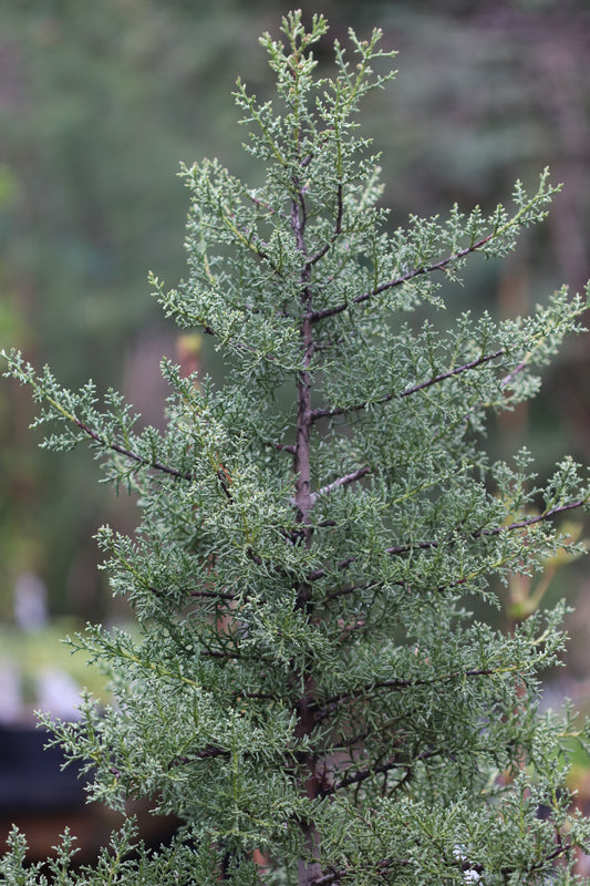 Cupressus sargentii